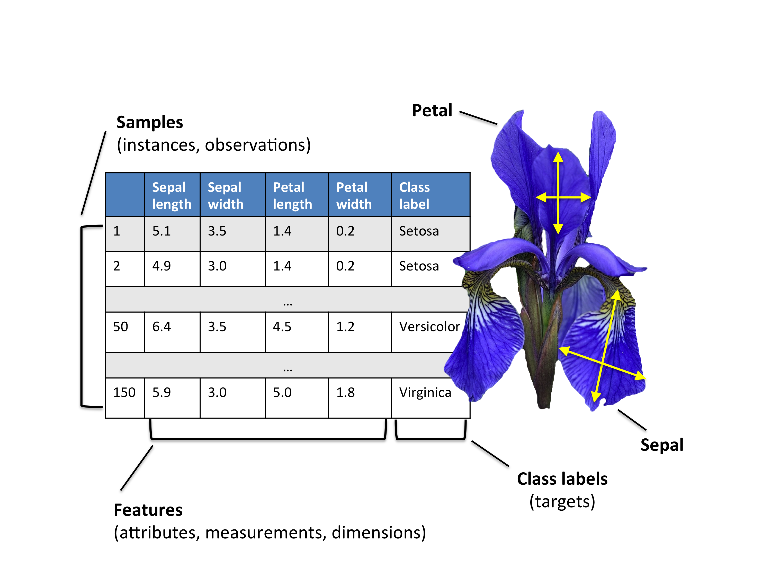 iris_dataset_info.png